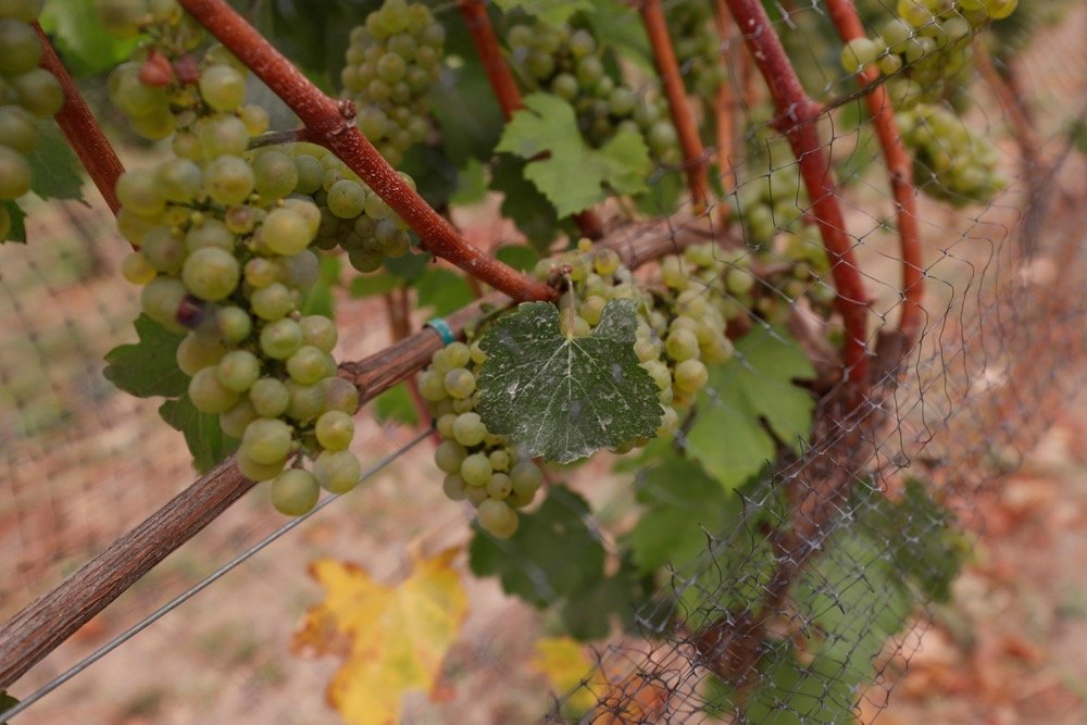 Wine grapes are seen hanging with remnants of smoke and ash at Hanson Vineyards at Woodburn, Oregon, about 45 km south of Portland, on Sept. 17, 2020. (Photo: Reuters/Shannon Stapleton)
