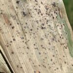 Tar spot found in Ontario Sept. 21, 2020.