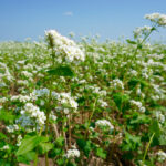 Buckwheat produces white flowers and seed throughout its growing time.