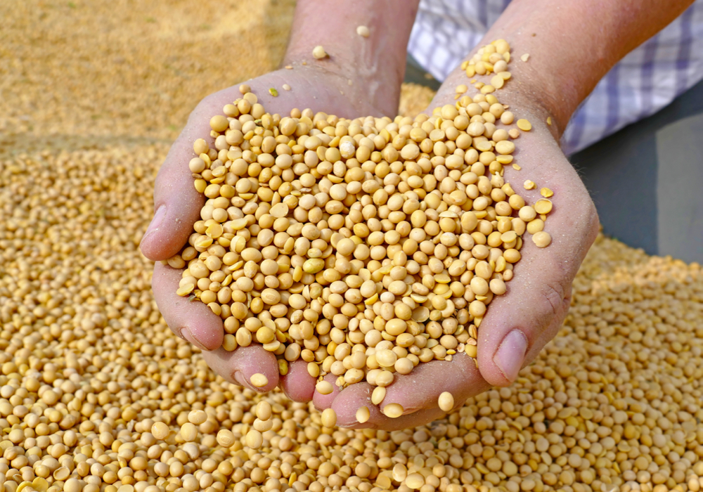 Seed growers will take some time to decide on the next step in the process of merging.