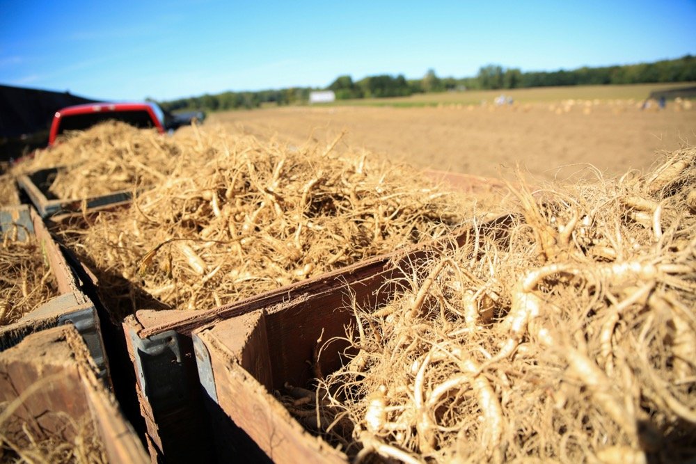 Canadian ginseng, whose shipments to Hong Kong have plummeted since COVID-19 infections peaked in Canada this spring and travel restrictions took effect, is seen in southwestern Ontario’s Norfolk County in this undated photograph. (Handout photo courtesy Helen Mels via Reuters)

