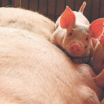 China was forced to cull 60 per cent of its hog herd starting in 2018 because of an African swine fever outbreak.