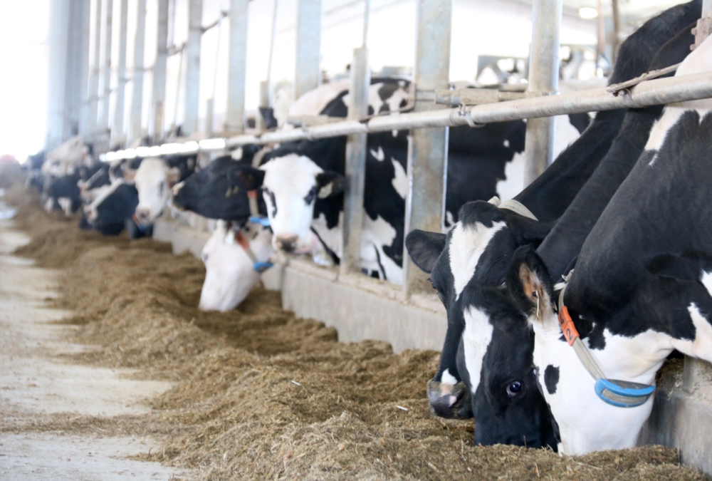 Dairy farmers have had to make quick changes in milk production during 2020.