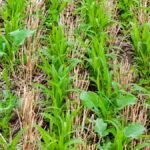 Cover crops grow in wheat stubble.