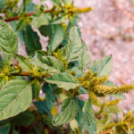 Being able to spray weeds like redroot pigweed early without spraying an entire field could help reduce costs for farmers.