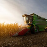 The speed of corn dry down has been variable in Ontario, based on planting date.