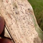 Tar spot found in Ontario Sept. 21.