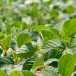 Soybeans were harder hit by sudden death syndrome in 2020 but late enough that it didn’t have much effect on yield.