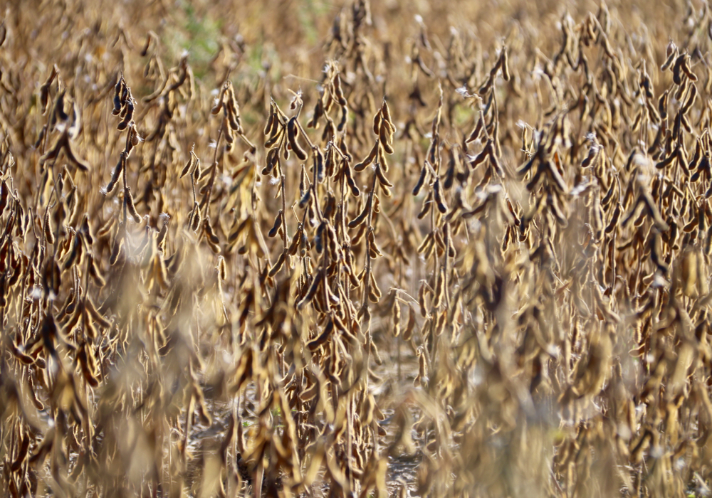 Soybean harvest is well underway in Ontario, with prices continuing to rise.
