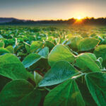 Herbicide resistant traits in soybeans are spreading with more availability from more companies.