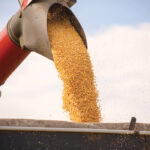 Corn harvest yield is coming in above expectations in Ontario.