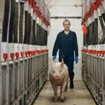 Mariia Tokareva walks behind a sow that has been let out of a stall as part of a University of Saskatchewan experiment.