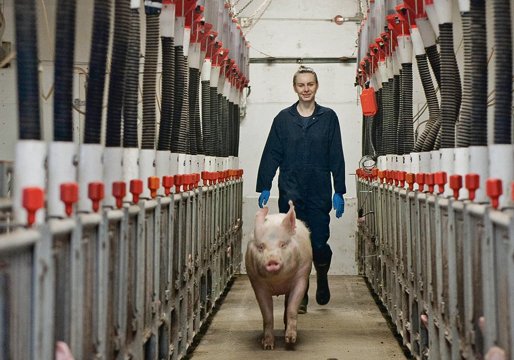 Mariia Tokareva walks behind a sow that has been let out of a stall as part of a University of Saskatchewan experiment.