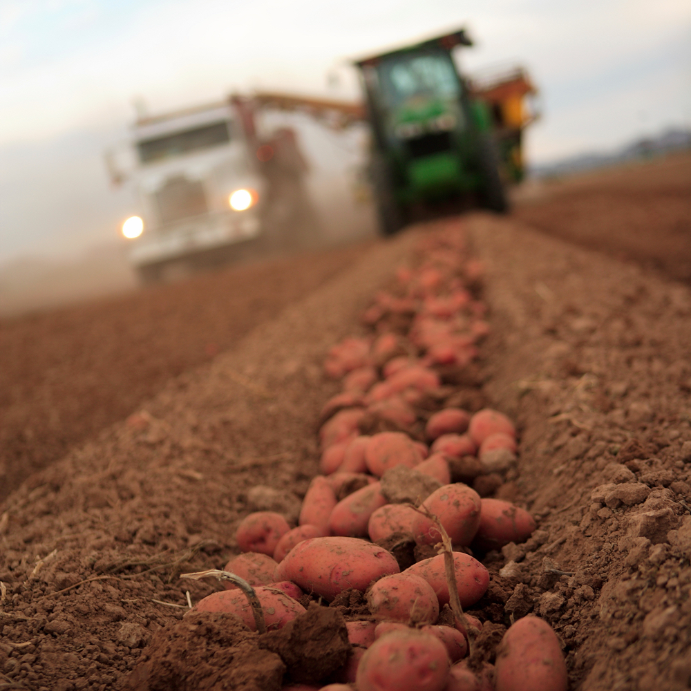 National potato harvest declines