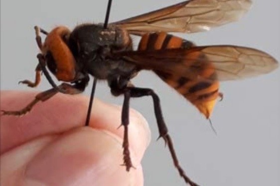 Asian giant hornets have noticeably large orange heads and black eyes; worker hornets are about 3.5 cm in length; queens can be up to four to five cm in length, with a wingspan of four to seven cm. (B.C. Ministry of Agriculture)

