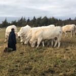 Nelson Fagan Jr. greets 10 Charolais cows at his ranch near Conception Bay South in October. (N. Fagan Meats video screengrab via Facebook)