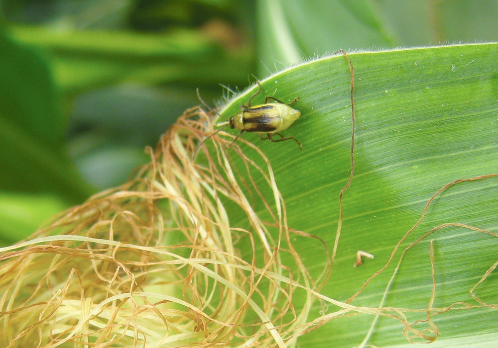 An adult western corn rootworm.