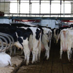 The ability of dairy cows to move well in free stall barns means their mobility is important to cow health and farm success.