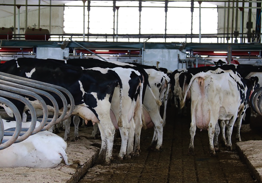 The ability of dairy cows to move well in free stall barns means their mobility is important to cow health and farm success. 