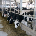 The major traits which will be seen as composites include mammary system, feet and legs, dairy strength and rump.
