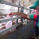 Pig diets containing either extruded or unprocessed corn, wheat, and sorghum were studied to determine ileal starch and amino acid digestibility.