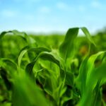 Western bean cutworm is considered to be the most economically harmful to Ontario’s corn crop.