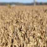 Soy and corn markets are focused on the future South American crop.