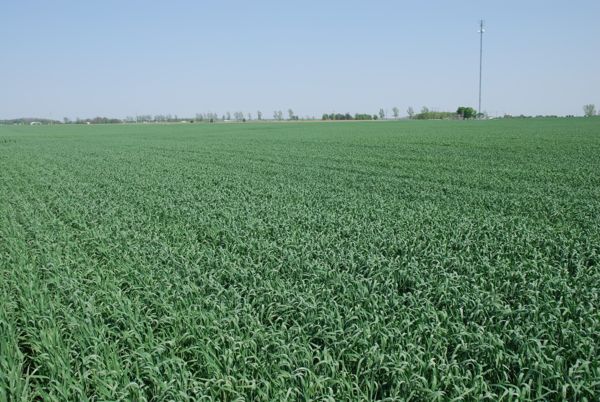 A wheat crop in progress on May 24, 2016 north of London, Ont. (Ralph Pearce photo)
