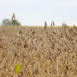 One agronomist says awareness on how much fertility soybeans take out of the ground has grown.