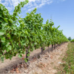 Vines can take seven years to develop before planting in vineyards, so virus-free stock is important.