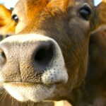 Animal agriculture is responsible for only about four per cent of U.S. greenhouse gas emissions.