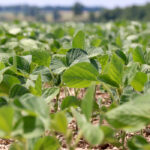 Ontario soybean exports have jumped as has domestic usage.