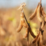Soybeans will be at the centre of Ontario’s role in producing greater plant protein, according to some industry officials.
