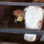 Beef cattle processing capacity in Ontario was already strained before the shutdown of the largest processing plant.
