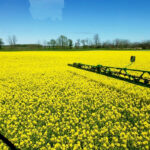The Toll family’s 5,743 pounds per acre crop, pictured here during May flowering, came with no major challenges.