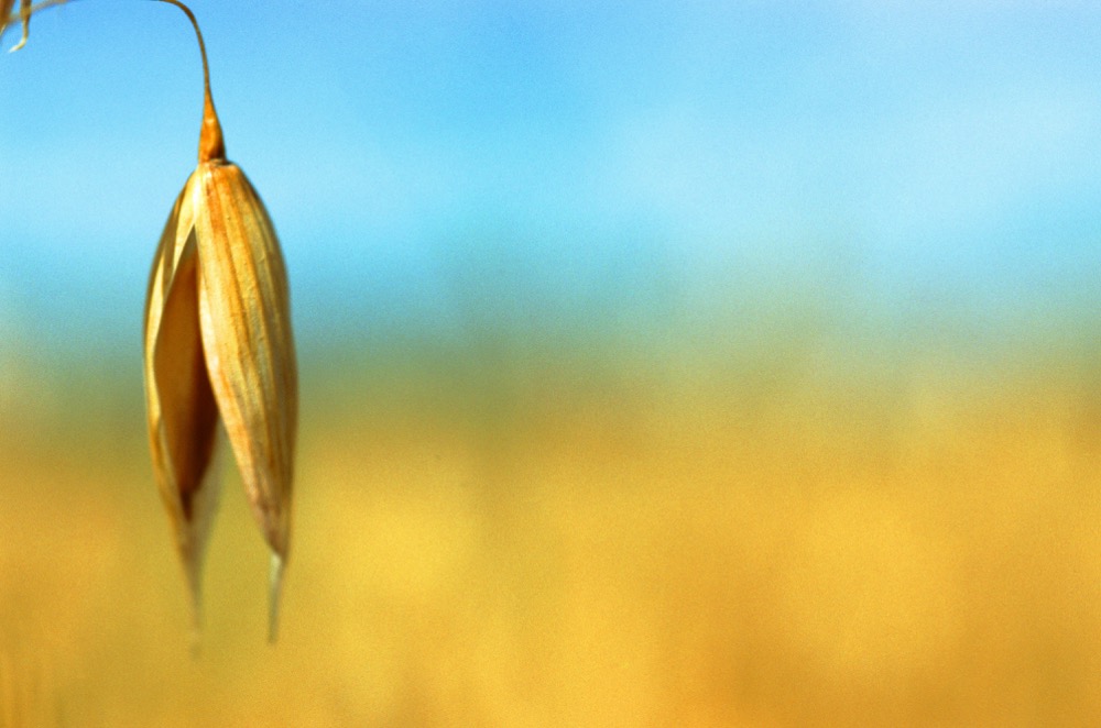 When resistance genes become a secret door