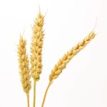 New plant growth regulator for cereal crops registered