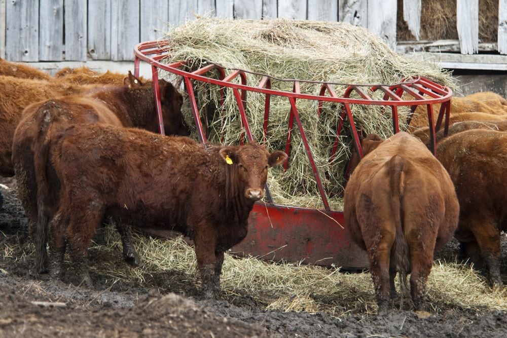 Beef cattle feeding in Ontario. (DebraLee Wiseberg/iStock/Getty Images)
