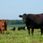 Measuring pasture growth can lead to more efficient management.