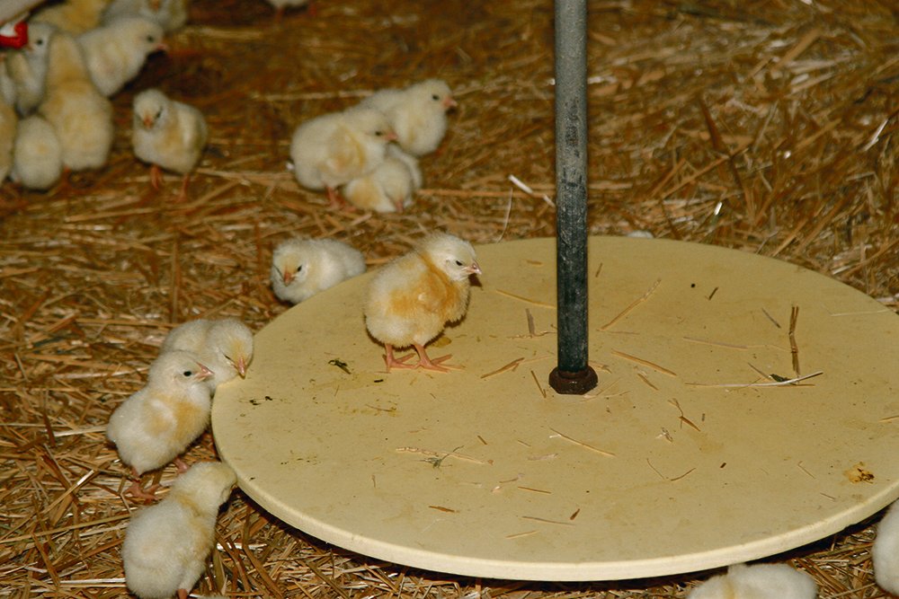 Early results indicate lower chick mortality when hatched on the farm, as well as better average daily gain of the chicks.