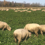 Mike Swidersky grazed weaned sheep on a clover cover crop which was underseeded in wheat.