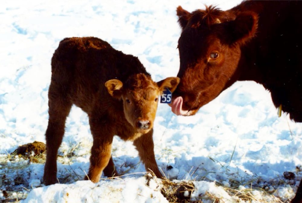 There are a host of factors to take into account if you’re thinking of changing your calving season, but the main question to answer is: What works best for you?