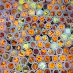 A small smattering of the different sweet potato flesh colours generated during the research process.