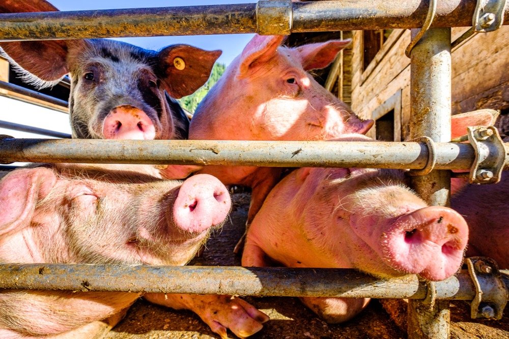 File photo of domestic hogs on a German farm. (FooTToo/iStock/Getty Images)

