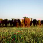 “We recognize the beef sector is not always a diverse industry, particularly at the farmer and association level. Further along our supply chain, however, there is a great amount of diversity.” – Rob Lipsett.