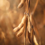 Drones and AI detect soybean maturity with high accuracy
