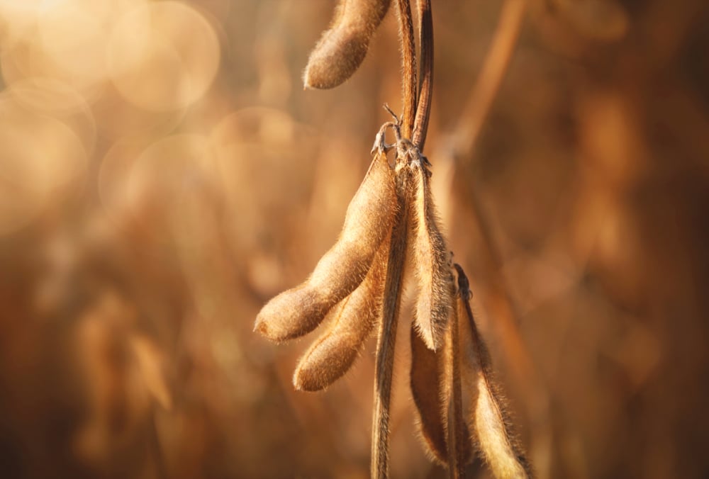 Drones and AI detect soybean maturity with high accuracy