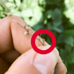 Soybean cyst nematodes are easiest to distinguish from nodules based on their size, but can be confirmed with the yellow liquid inside when opened. The nematodes are identified by the red circle.