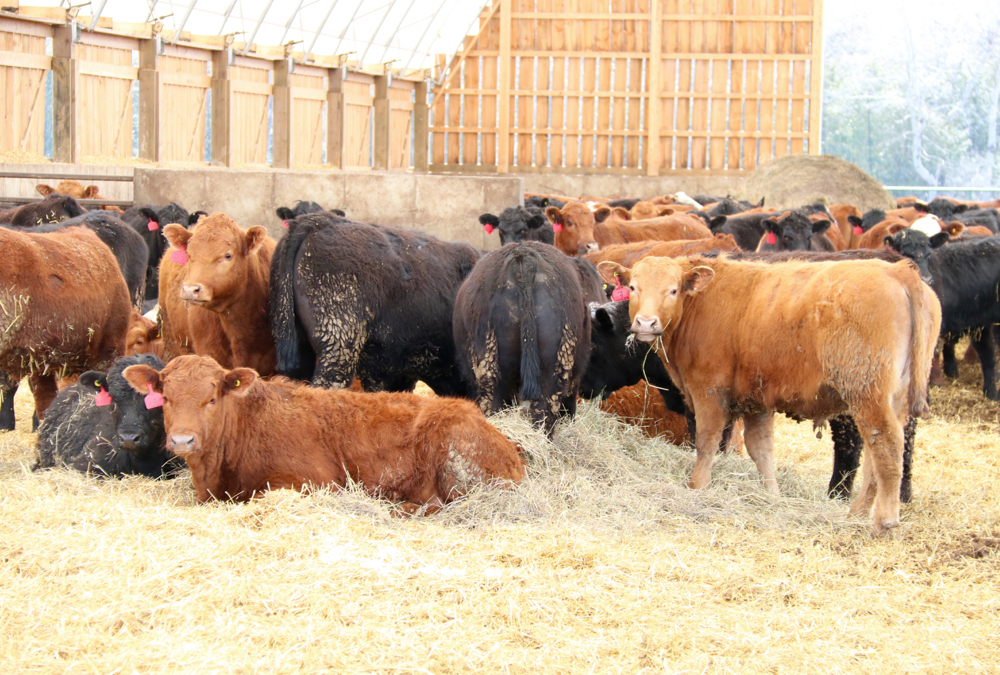 A professor from the University of British Columbia says social licence to continue raising food animals depends on the industry’s ability to keep in step with community values. 