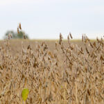 Soybean stocks in Ontario and in the United States are expected to reach historical lows this year.